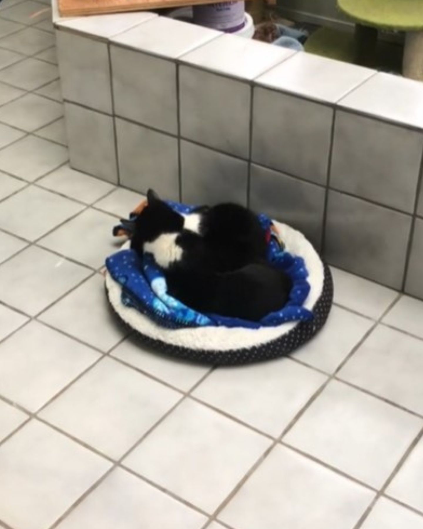 blind-cat-and-puppy-sleeping-together