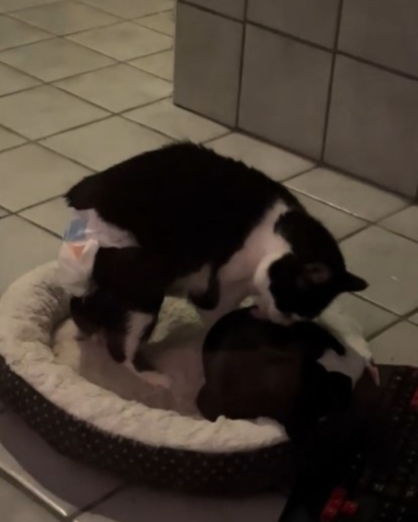 blind-cat-cares-for-a-puppy