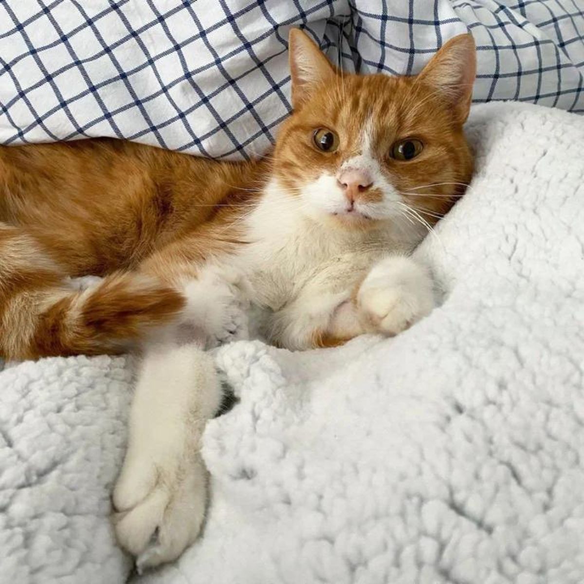 blind cat lying on white blanket