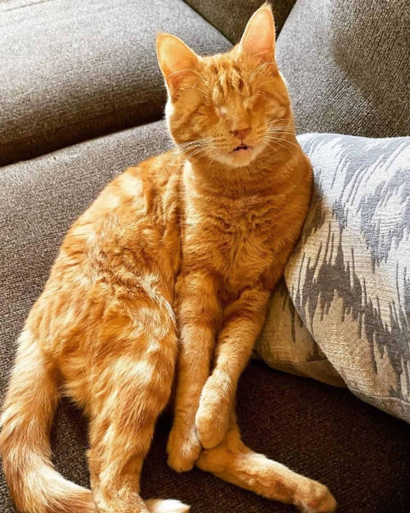 blind cat sitting on a couch