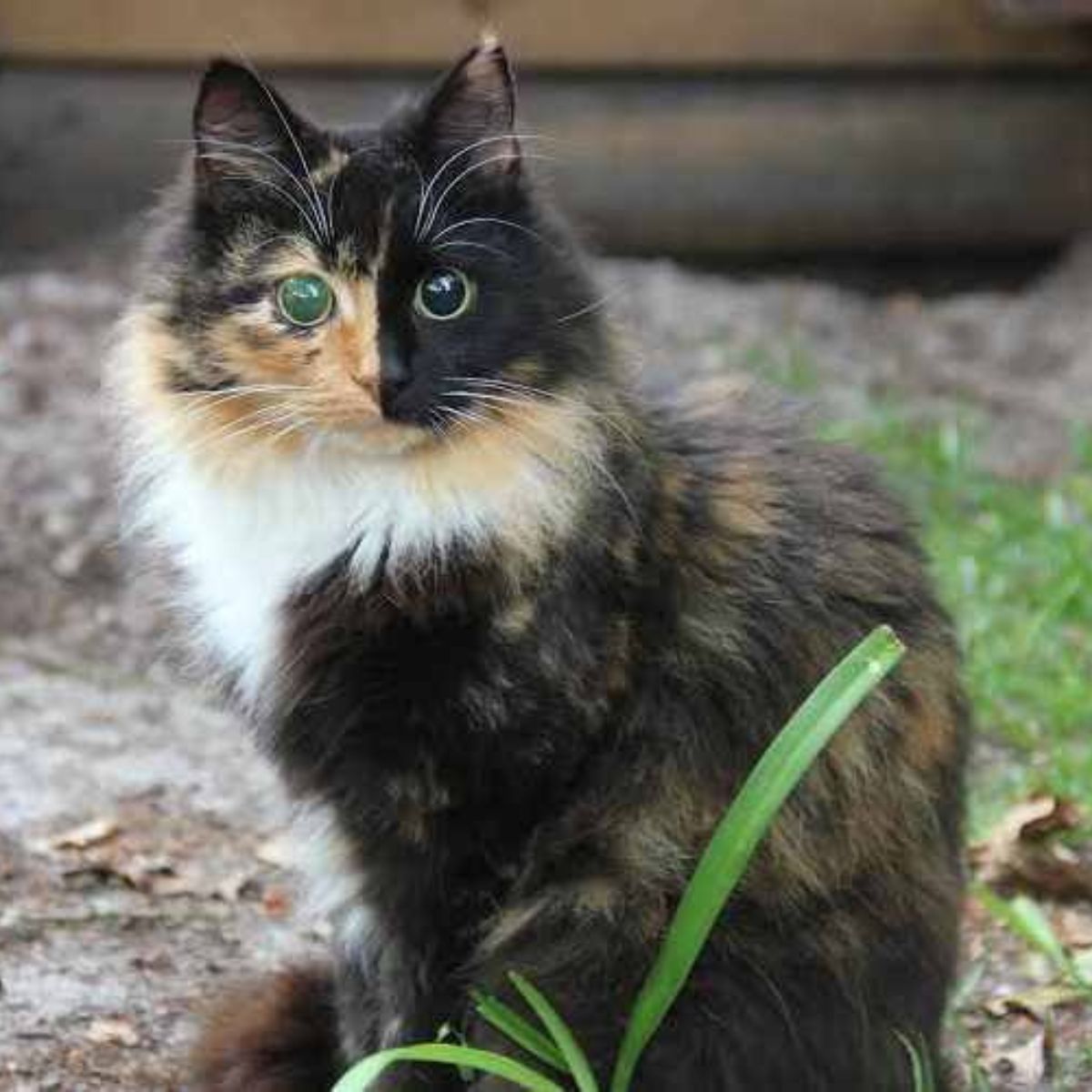 blind cat sitting