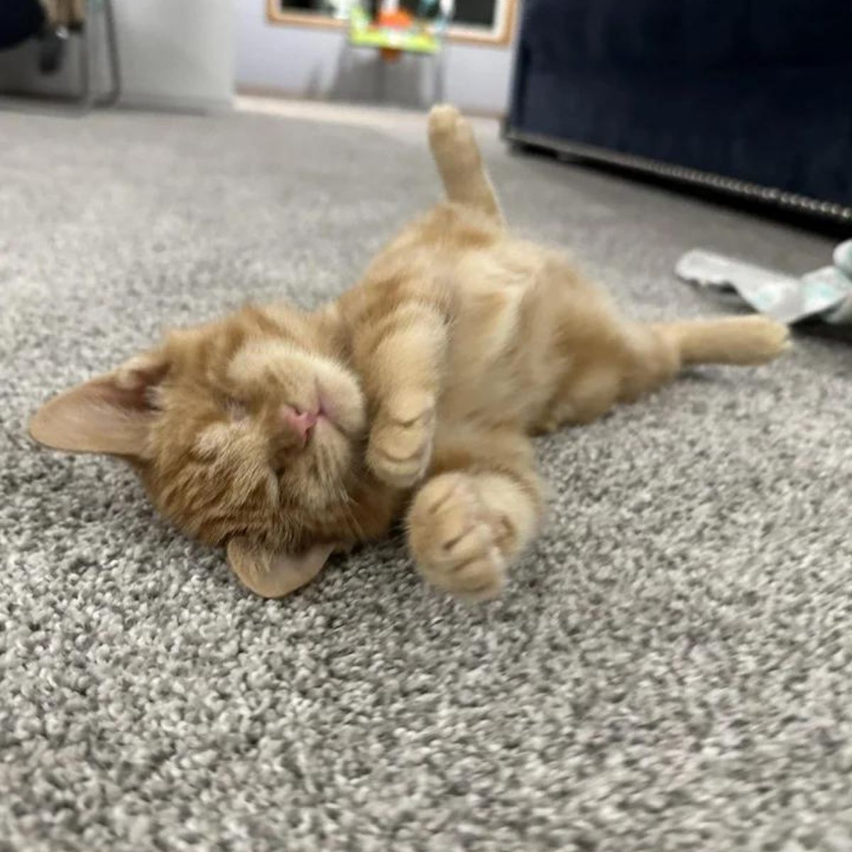 blind kitten laying on a rug