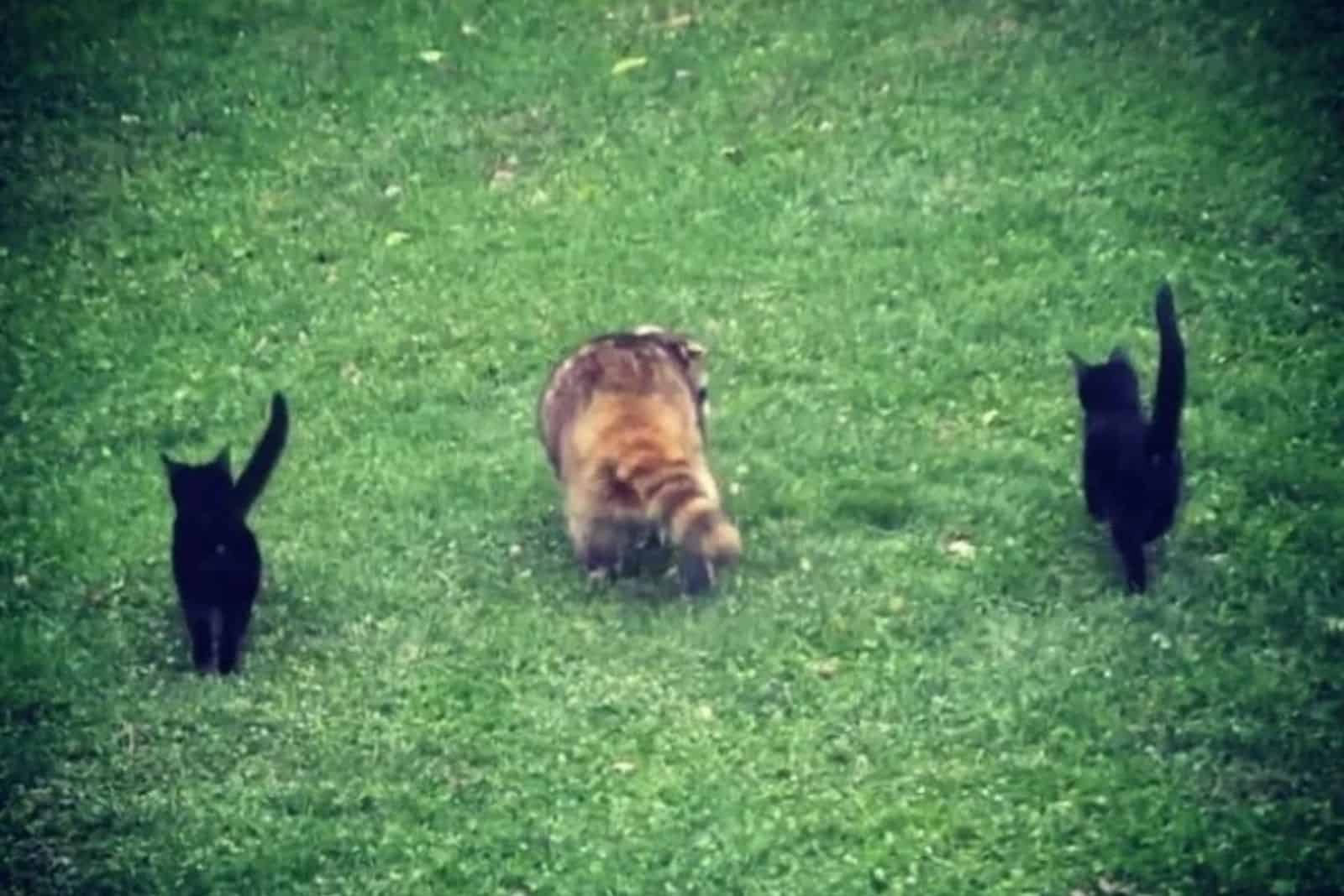 blind raccoon saves two kittens