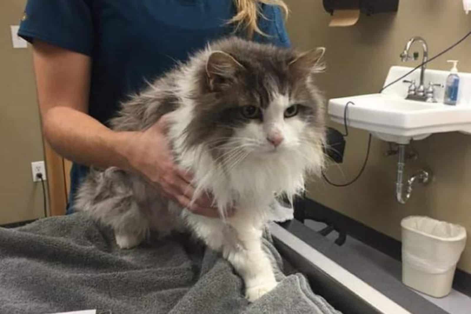 blonde vet holding a big cat