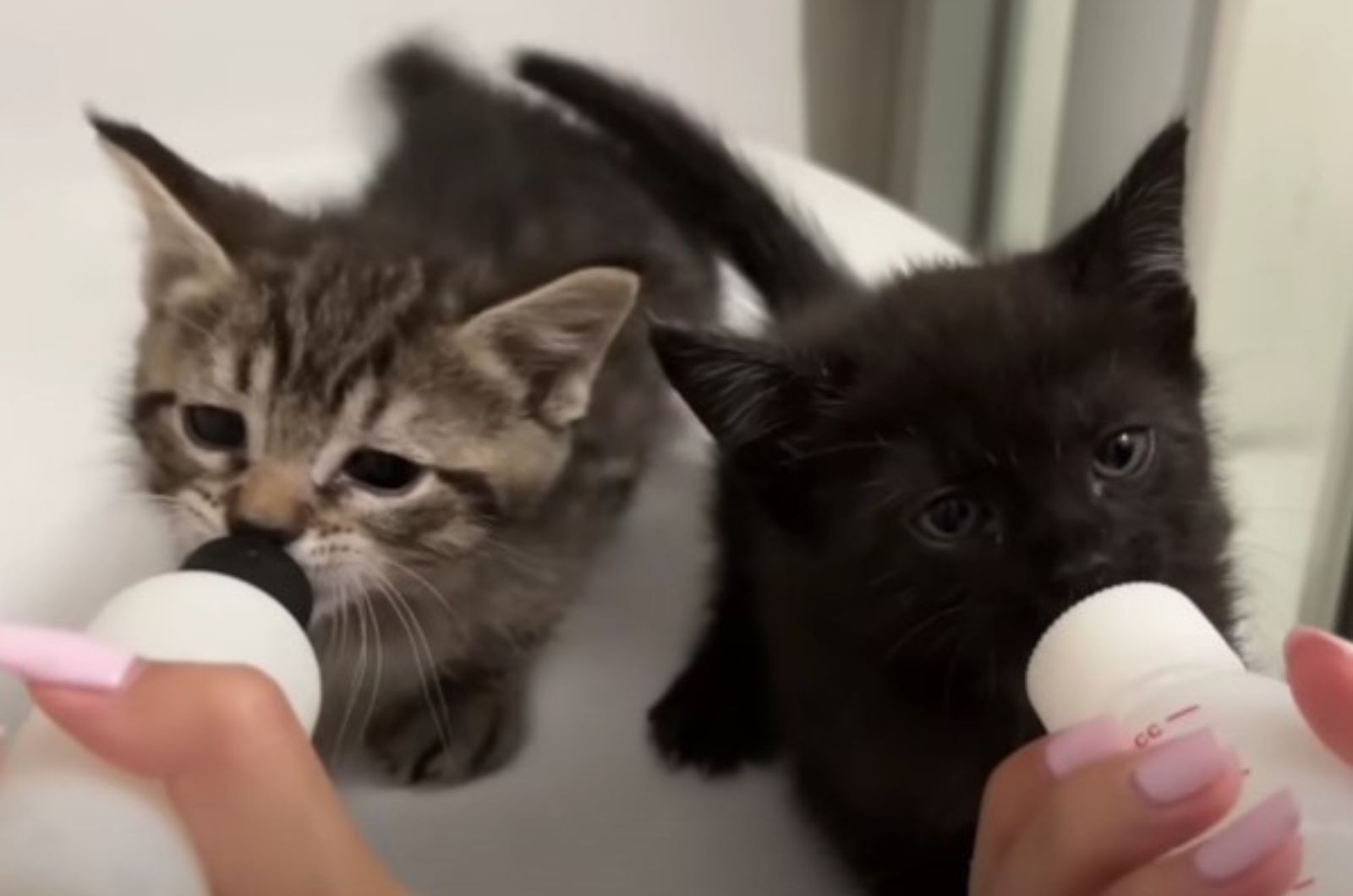 bottle feeding two kittens