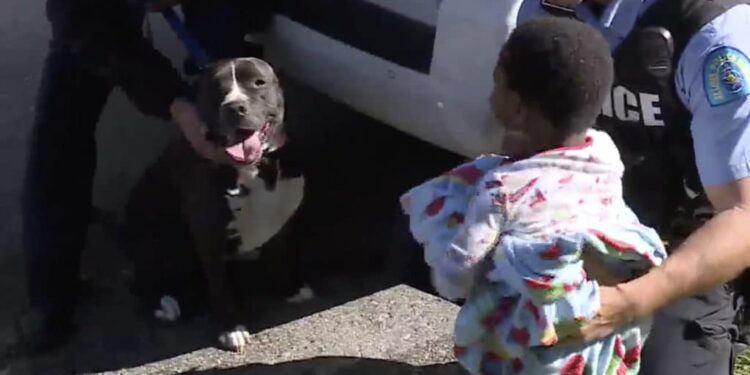 Missing Boy in St. Louis Found With Faithful Stray Pit Bull Companion