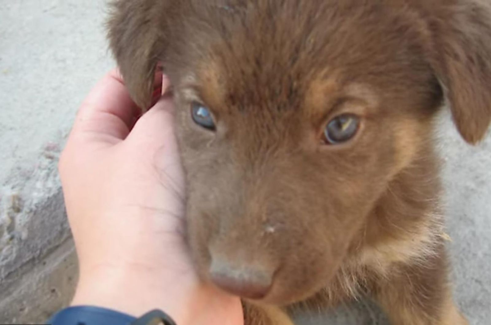 brown puppy