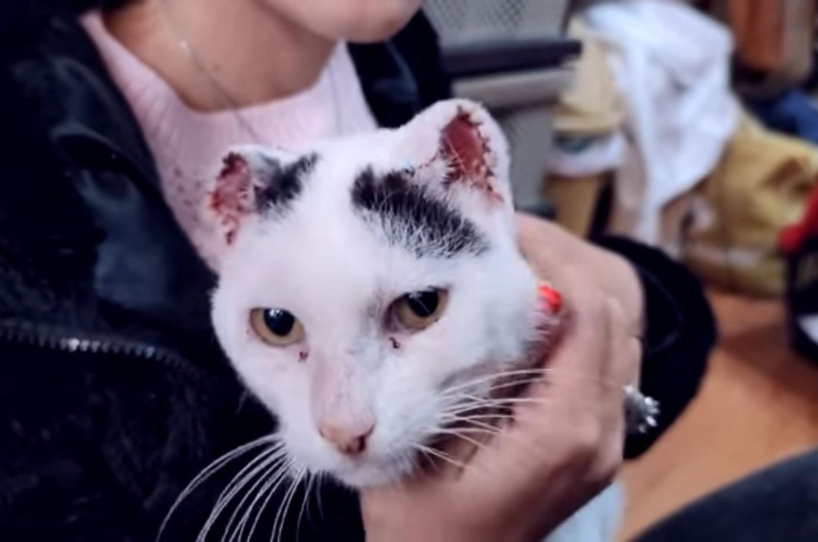 bullied cat in woman's hands