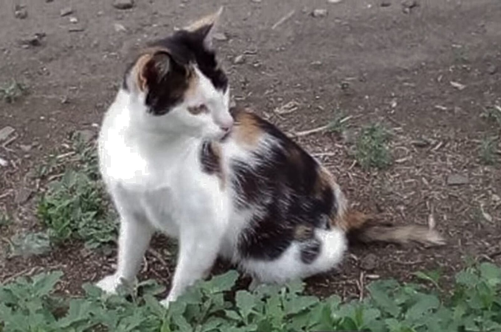 calico cat sitting