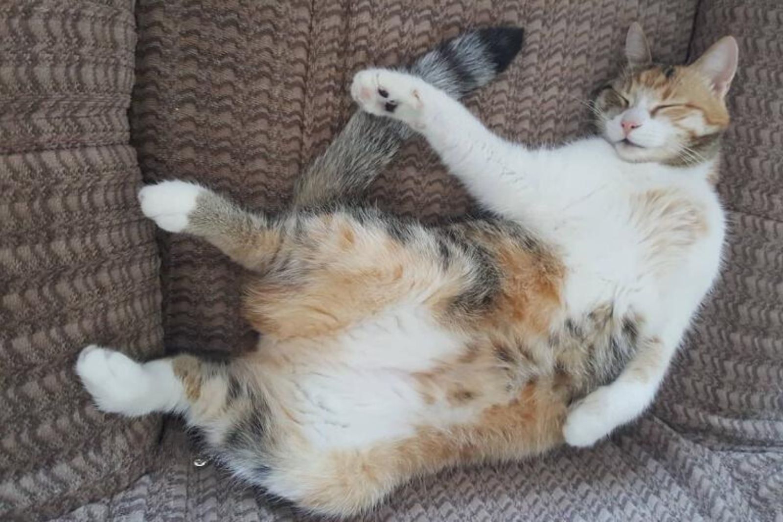 calico kitten resting