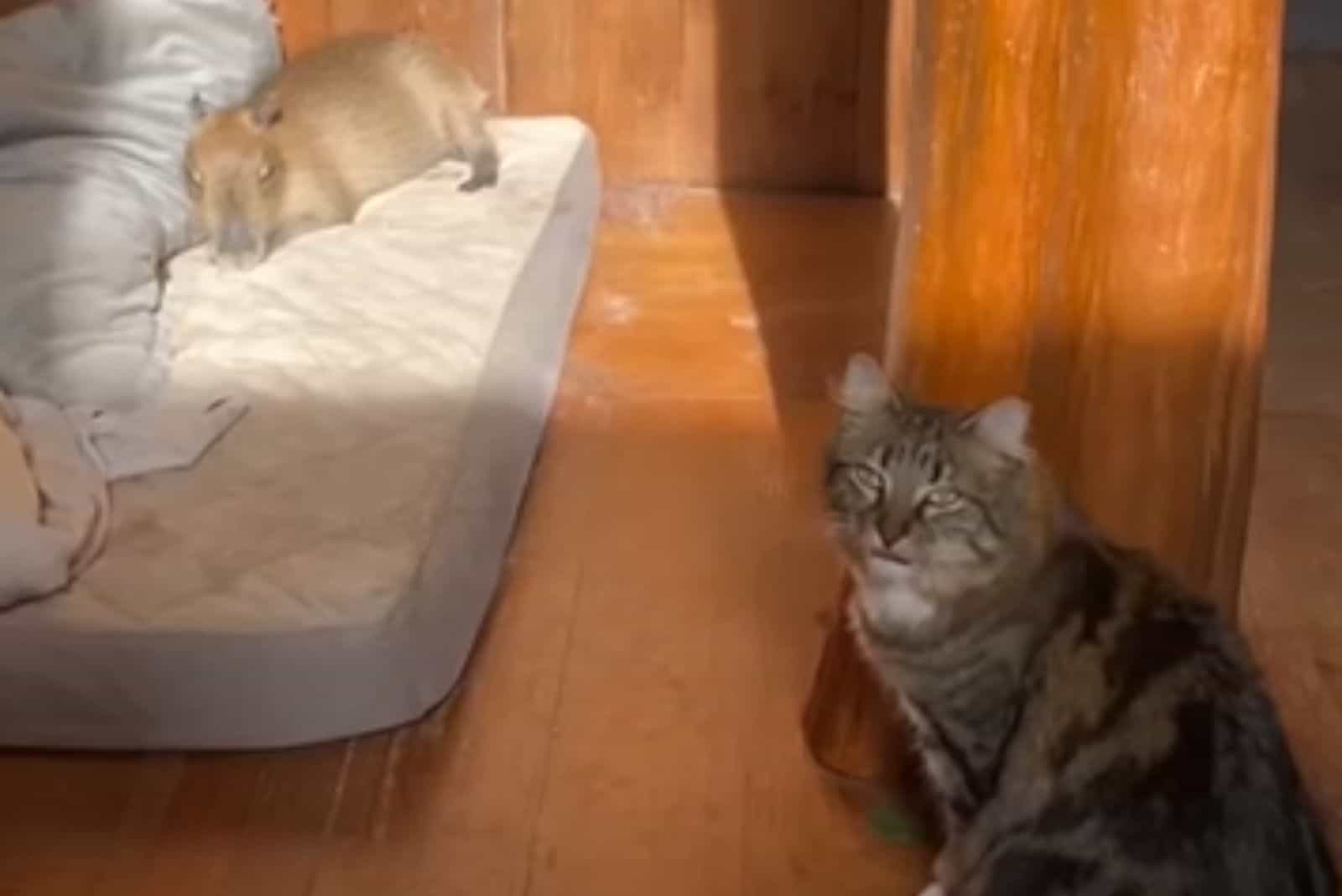 capybara with cat