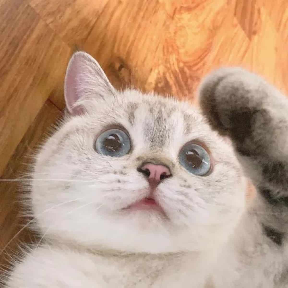 cat Nana is lying on the floor with raised paws