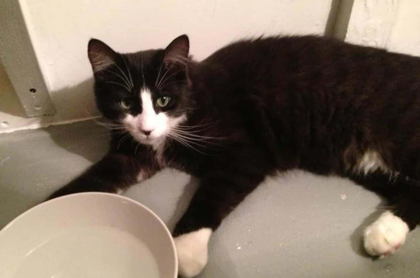 cat and bowl of water