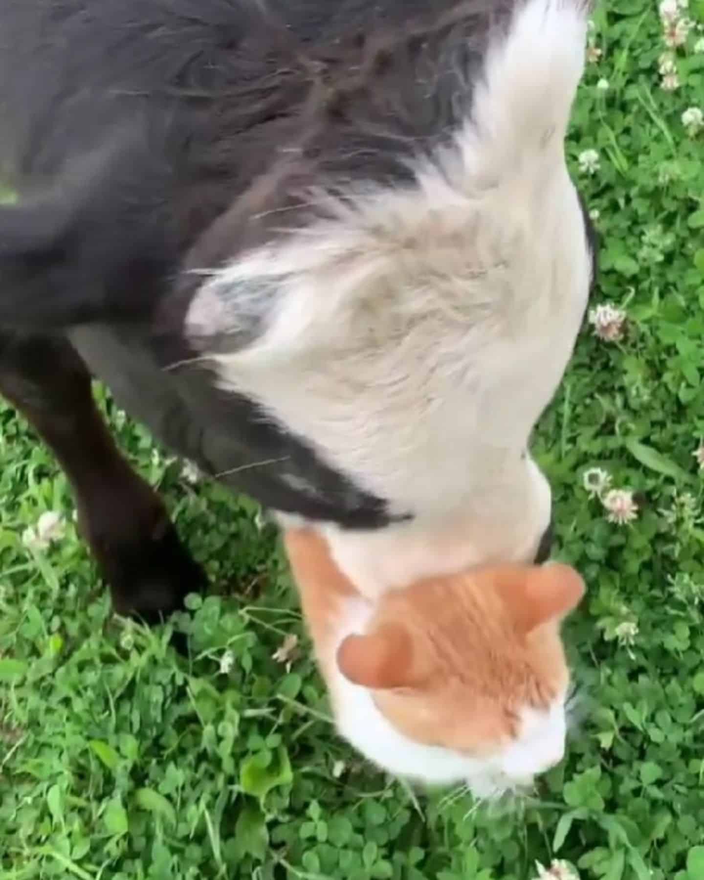 cat and cow