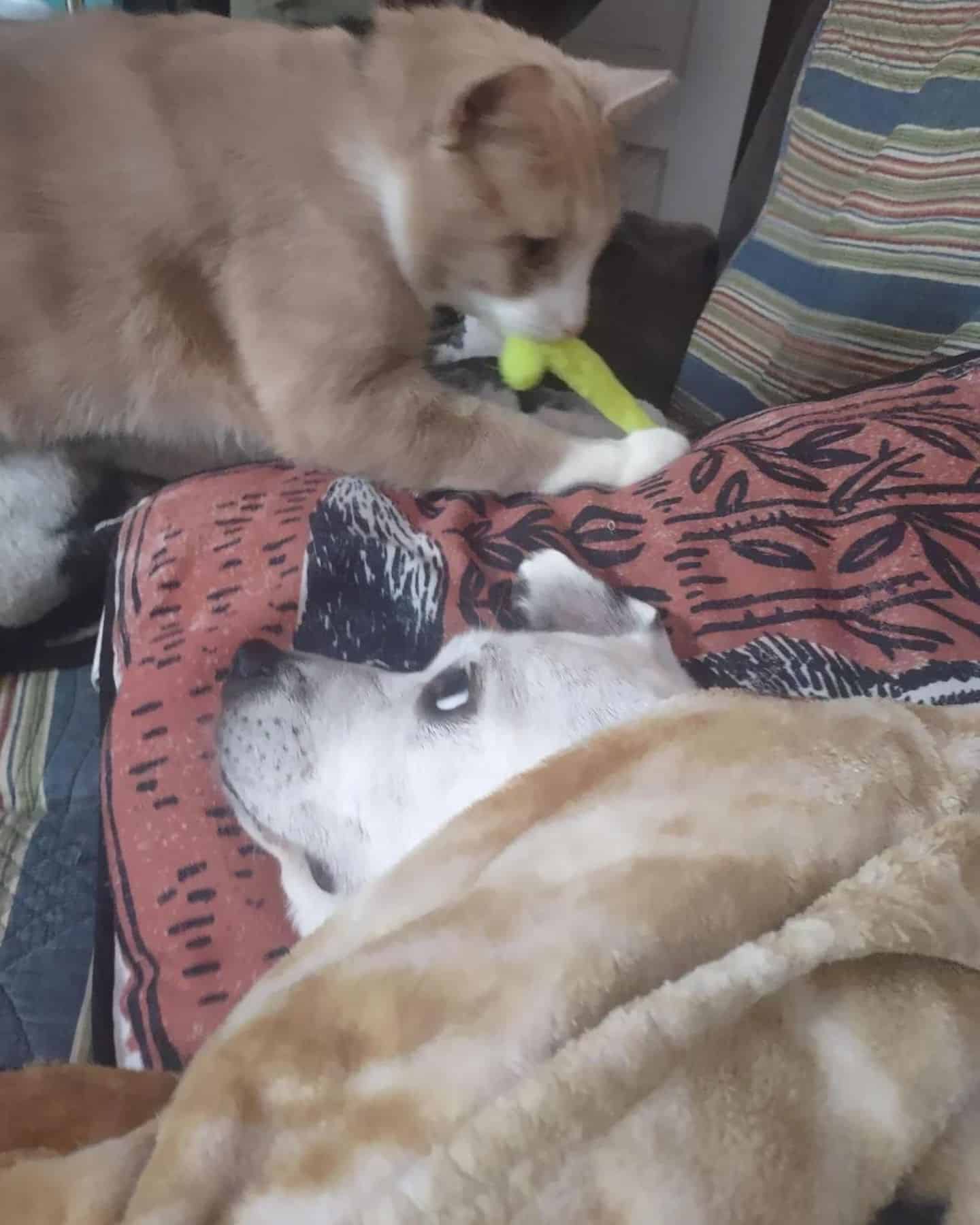 cat and dog in a bed