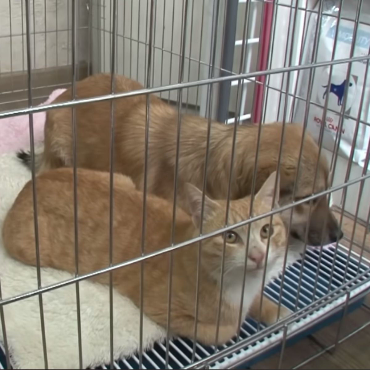 cat and dog in a kennel