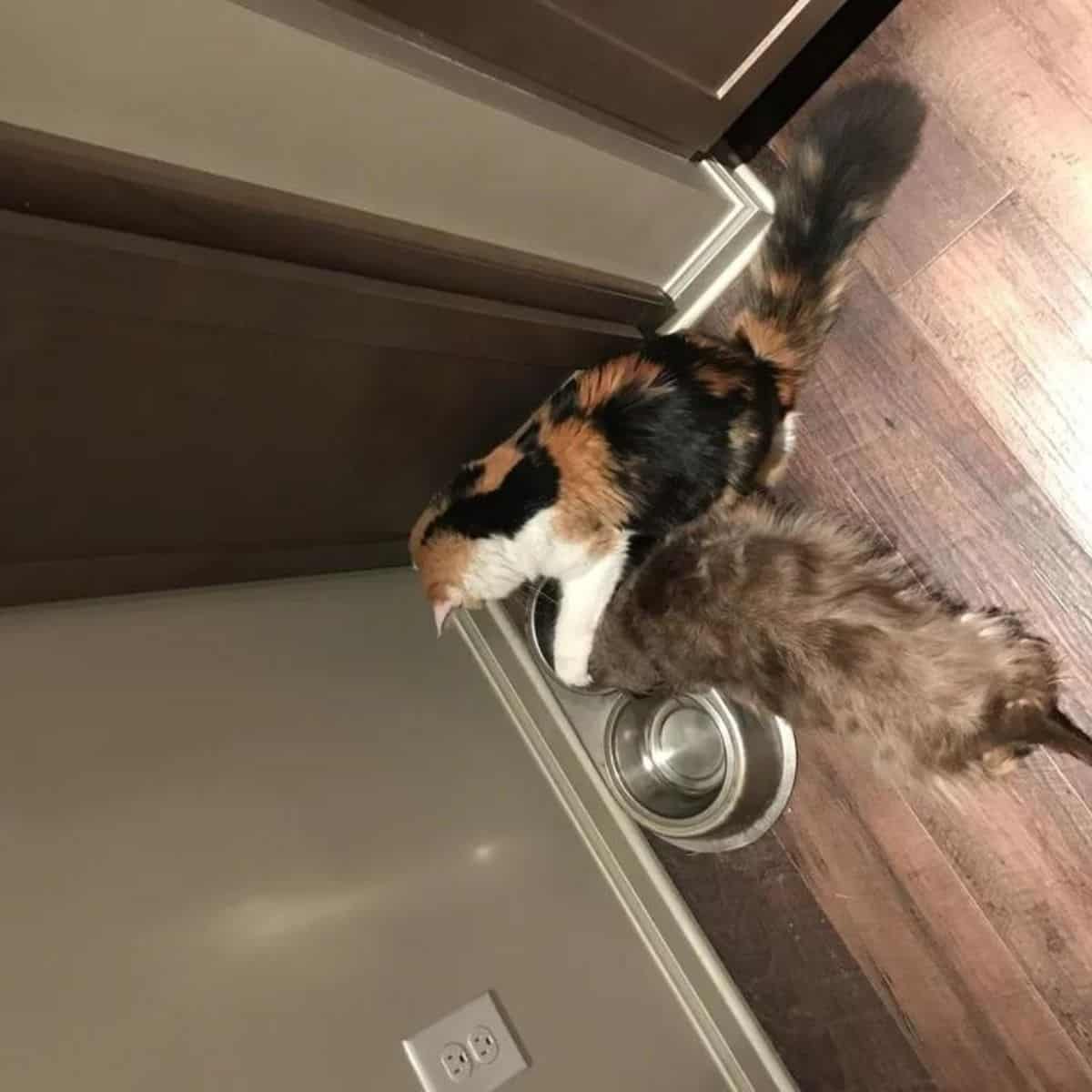 cat and dog in kitchen