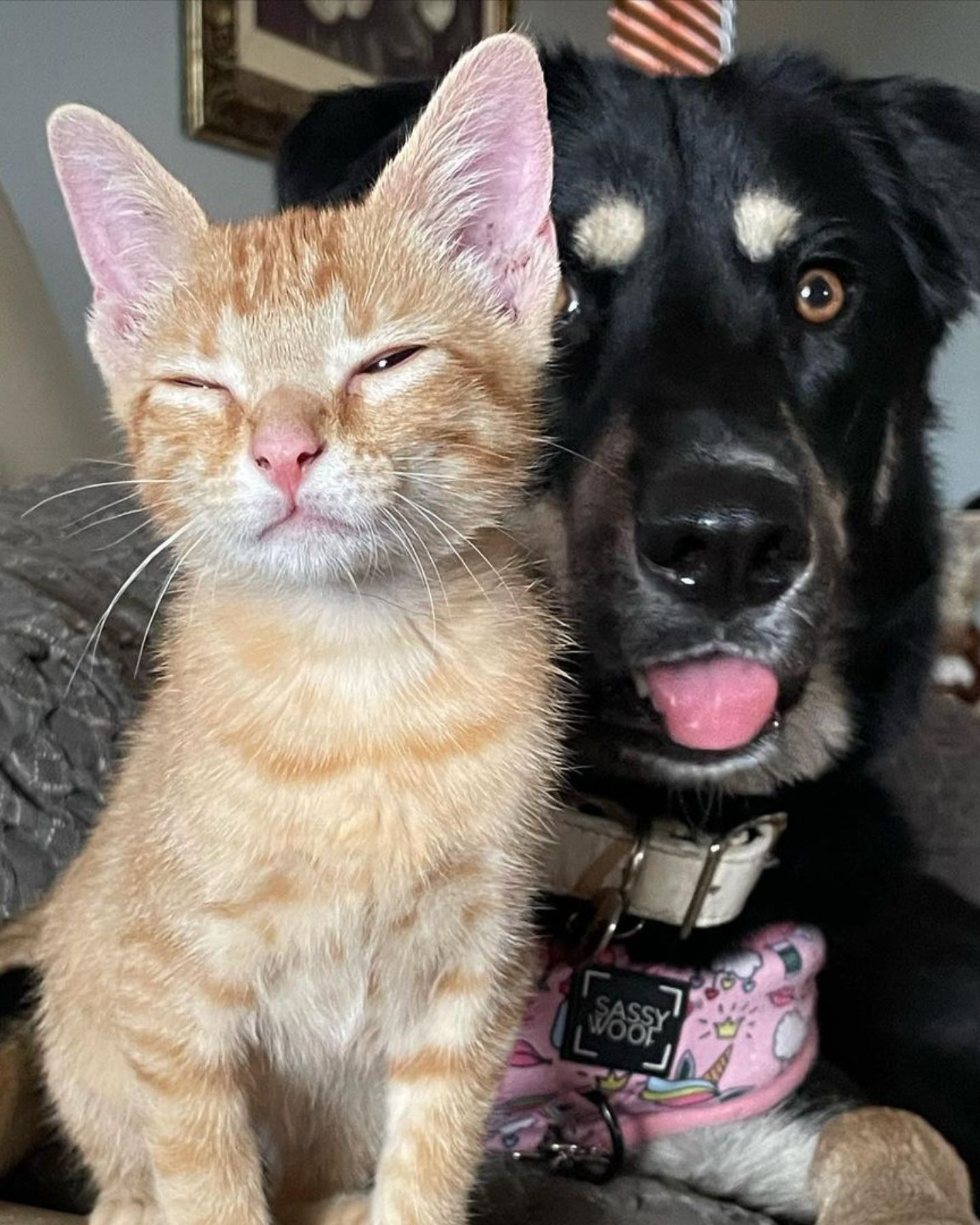 cat and dog looking at distance