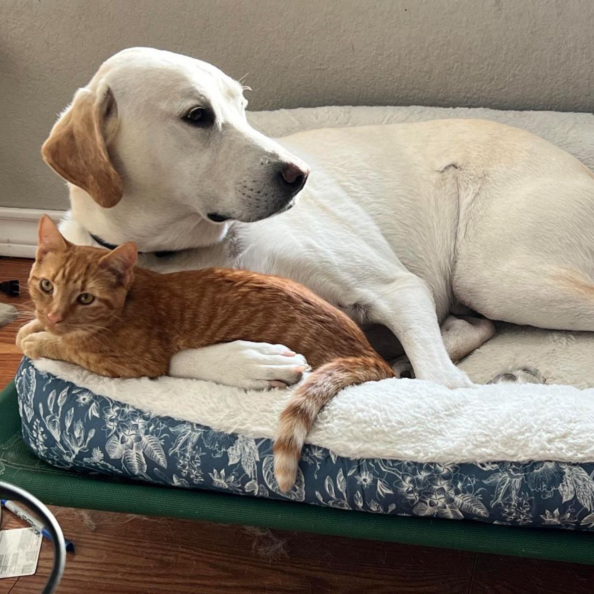 cat and dog lying together