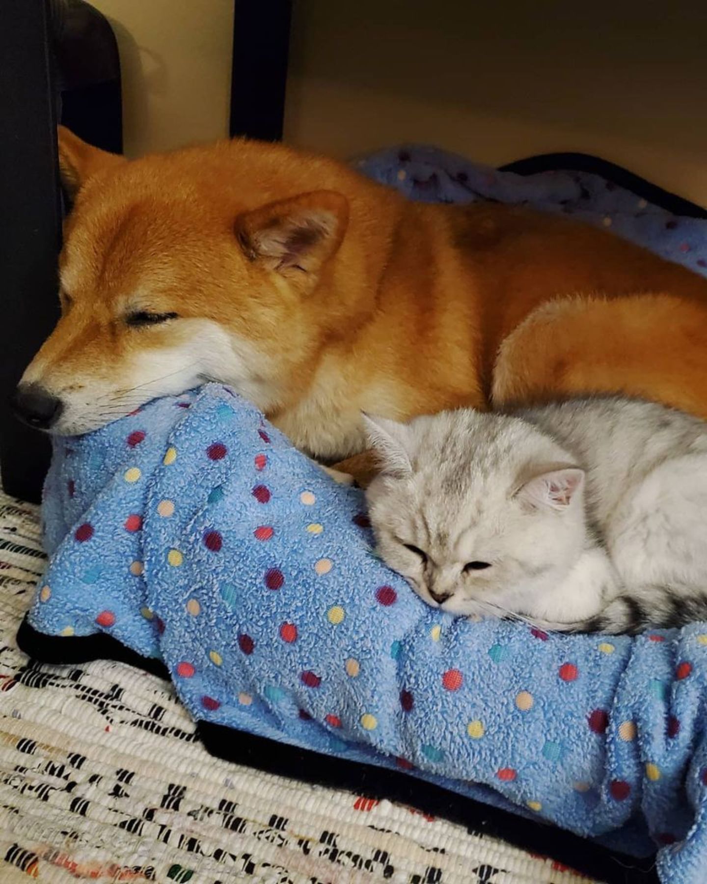 cat and dog sleeping together