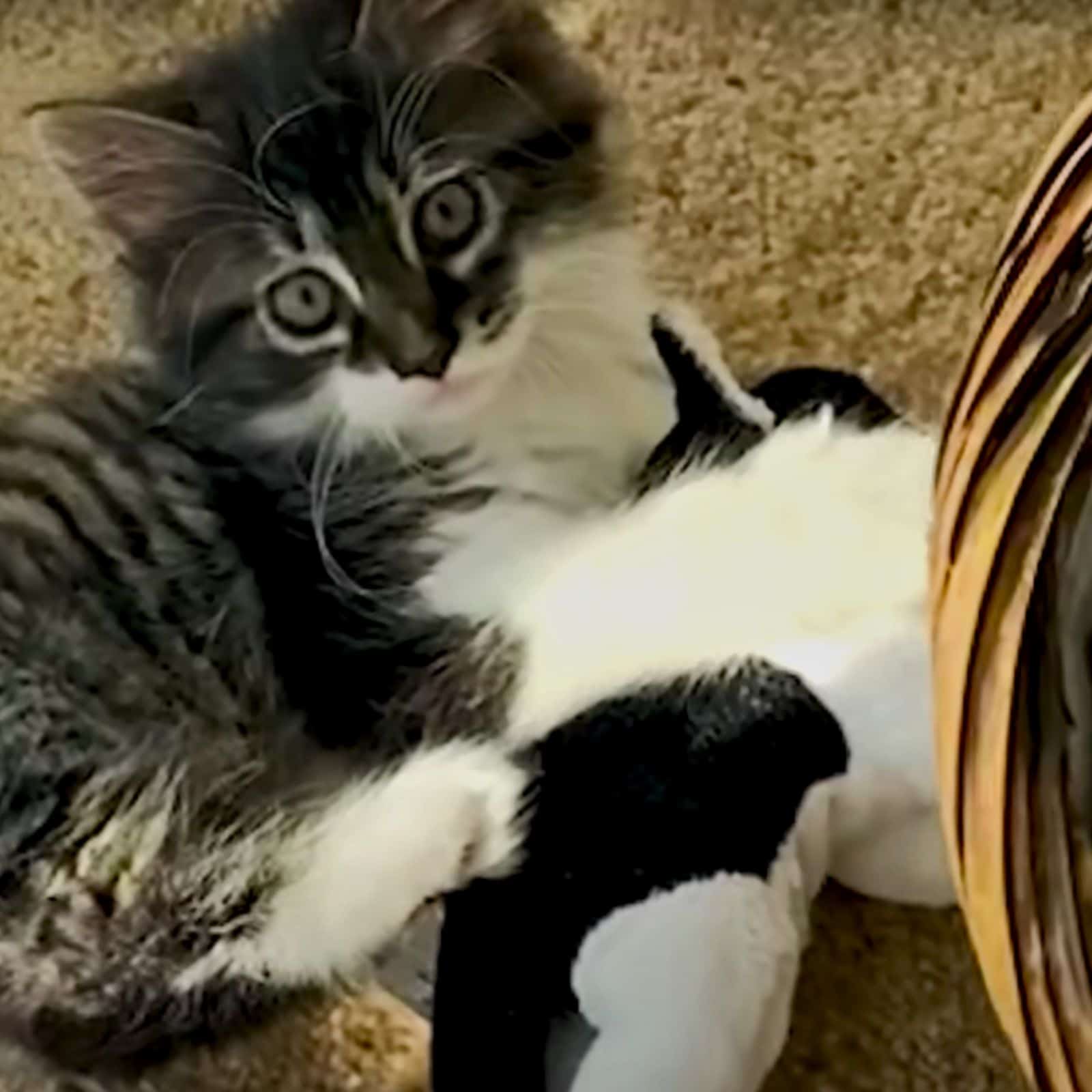 cat and fluffy toy