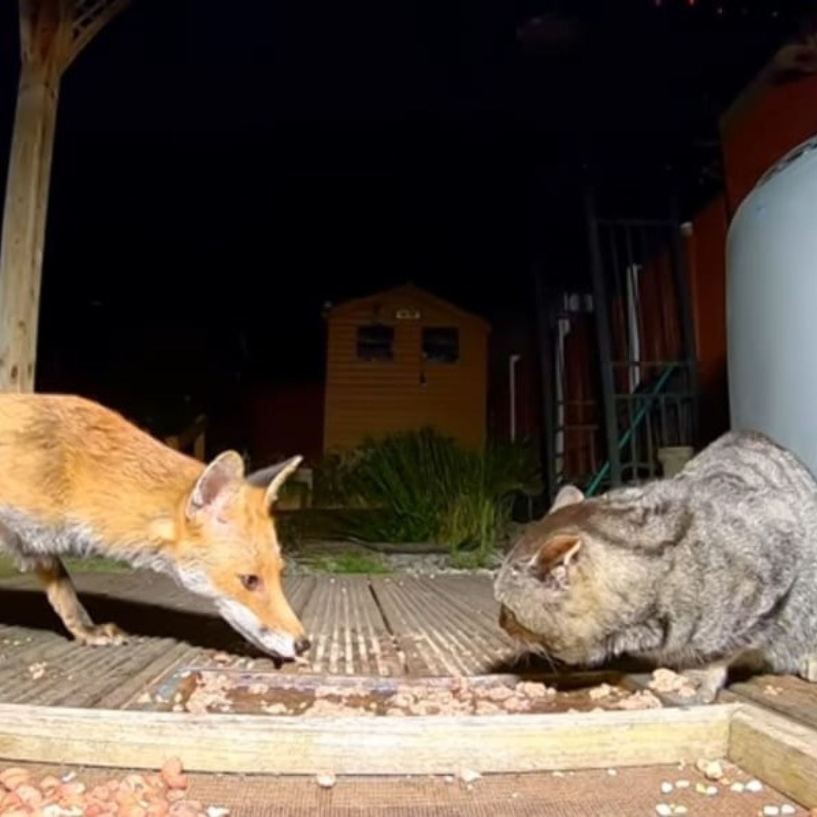 cat and fox eating food