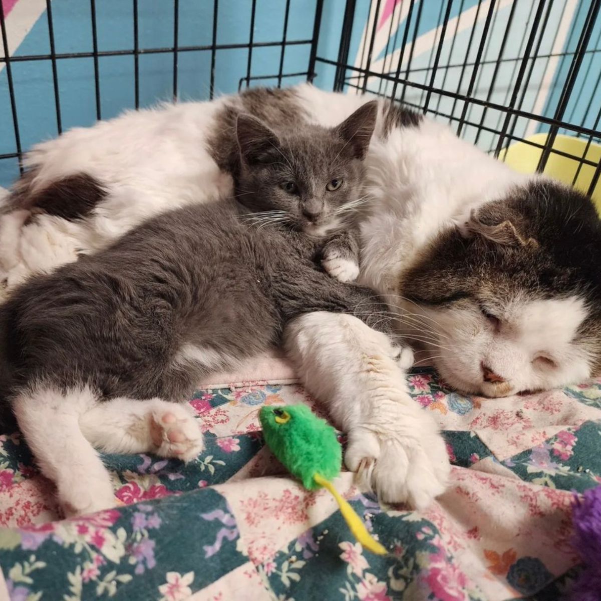 cat and kitten lying together