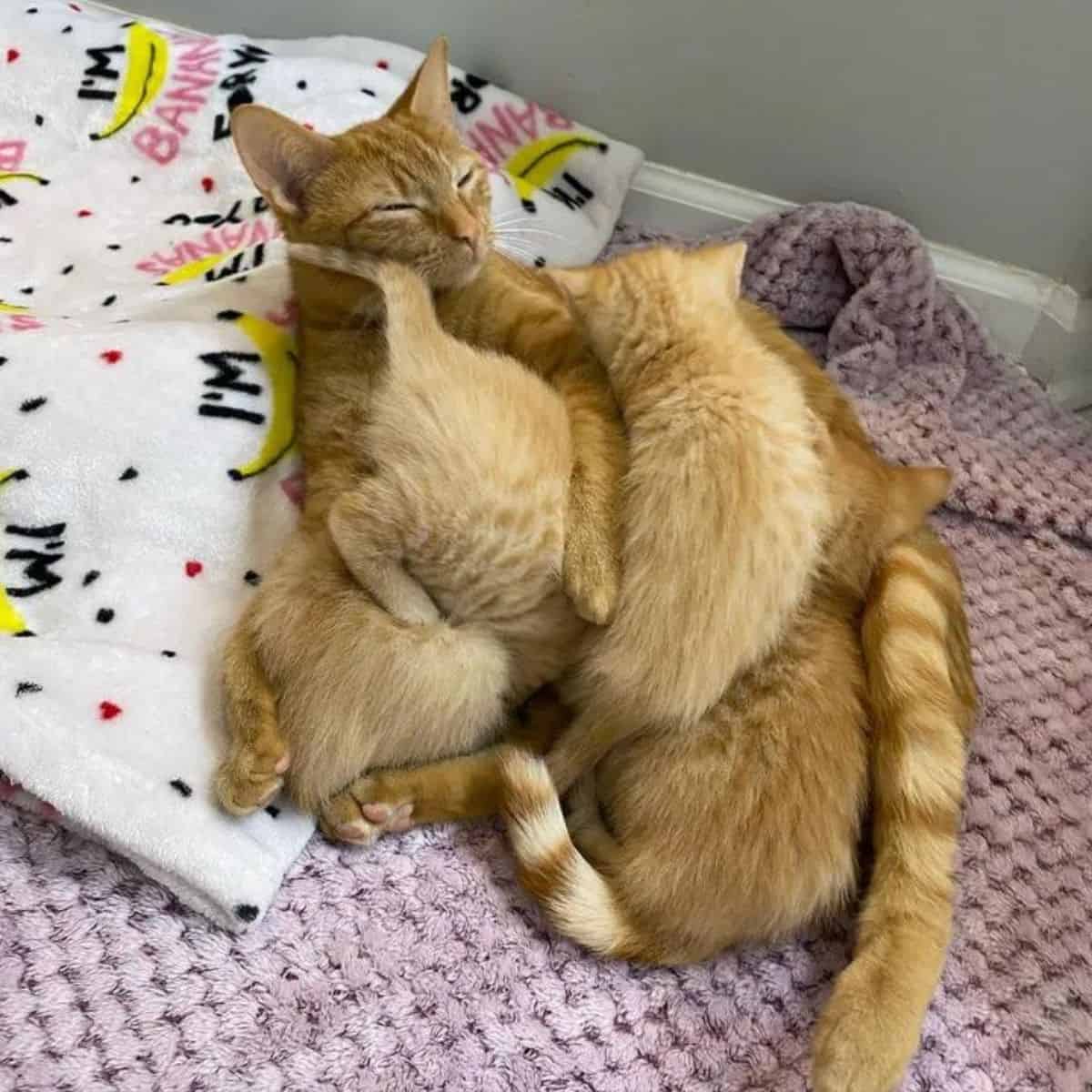 cat and kittens lying on a blanket