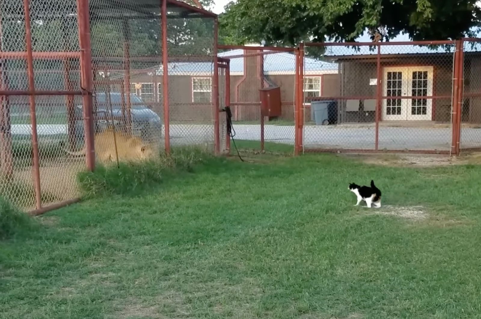 cat and lioness