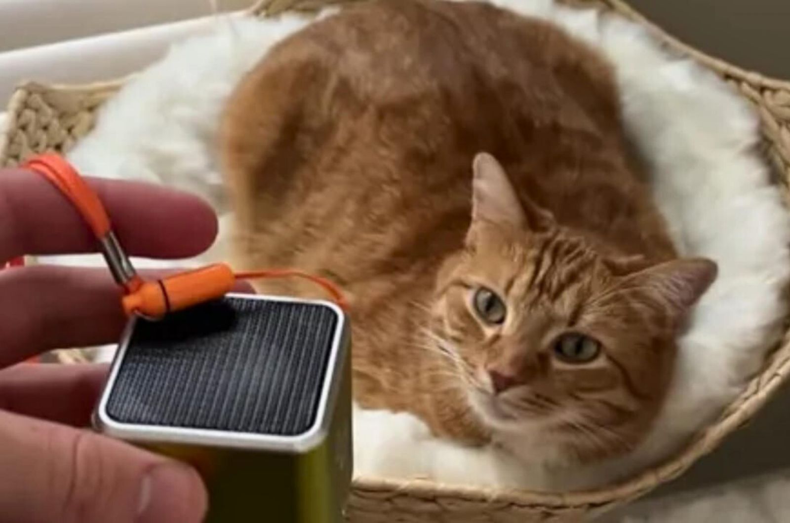 cat and speaker