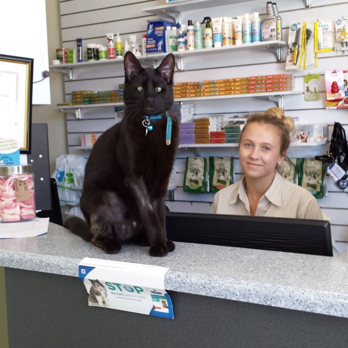 cat at the vet clinic