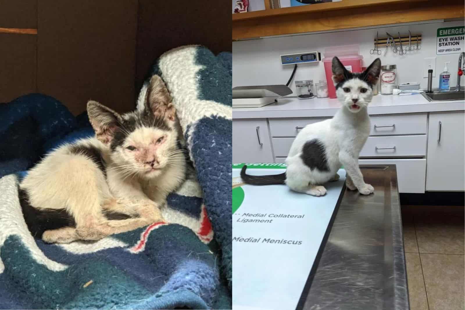 cat at vet's before and after adoption