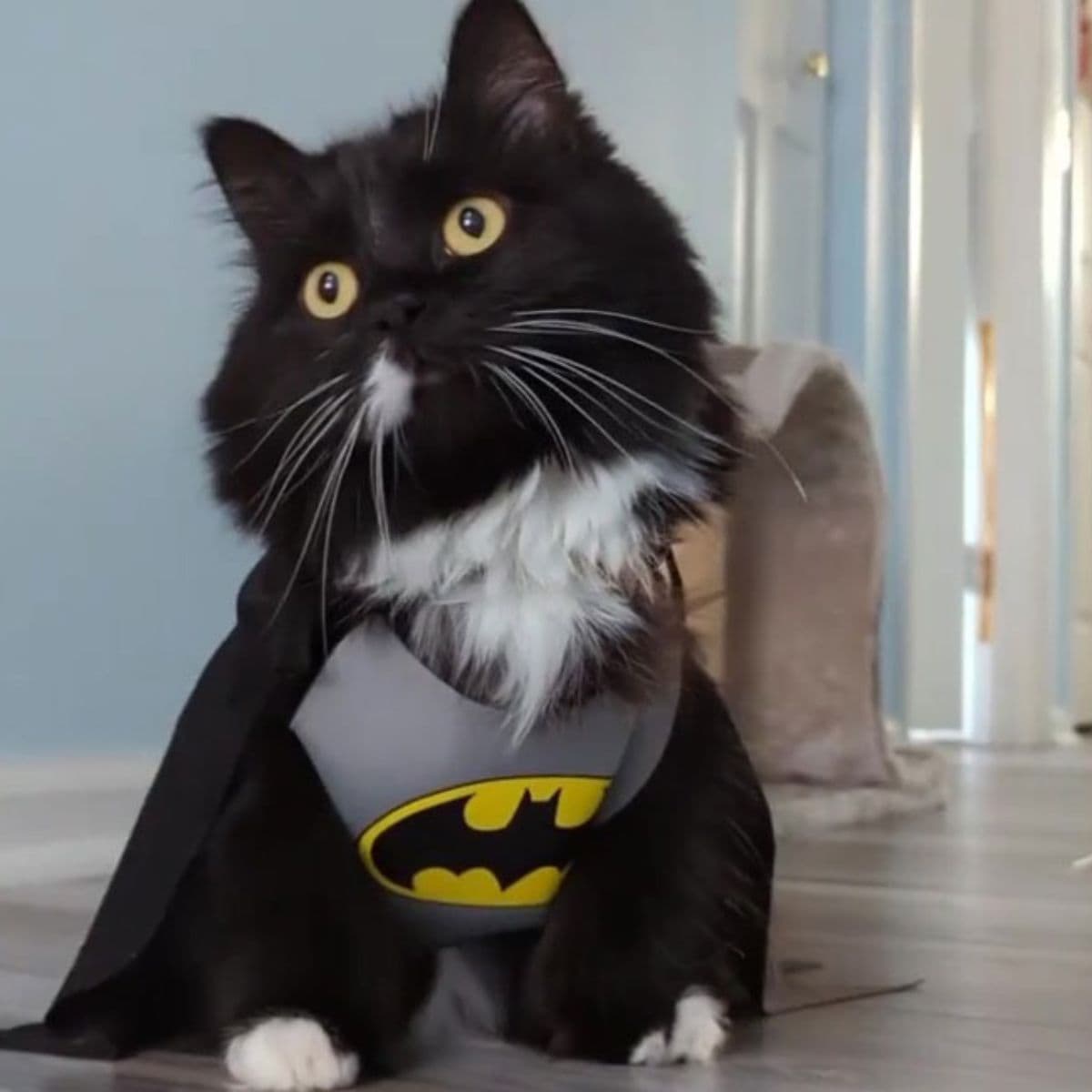 cat batman