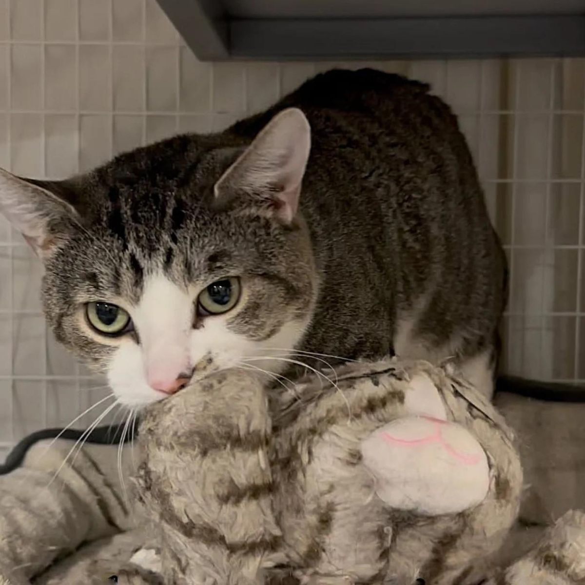 cat biting a toy