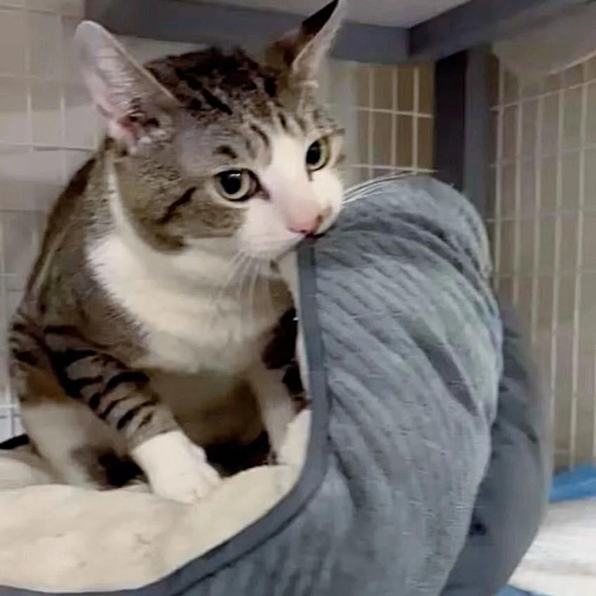 cat biting her bed