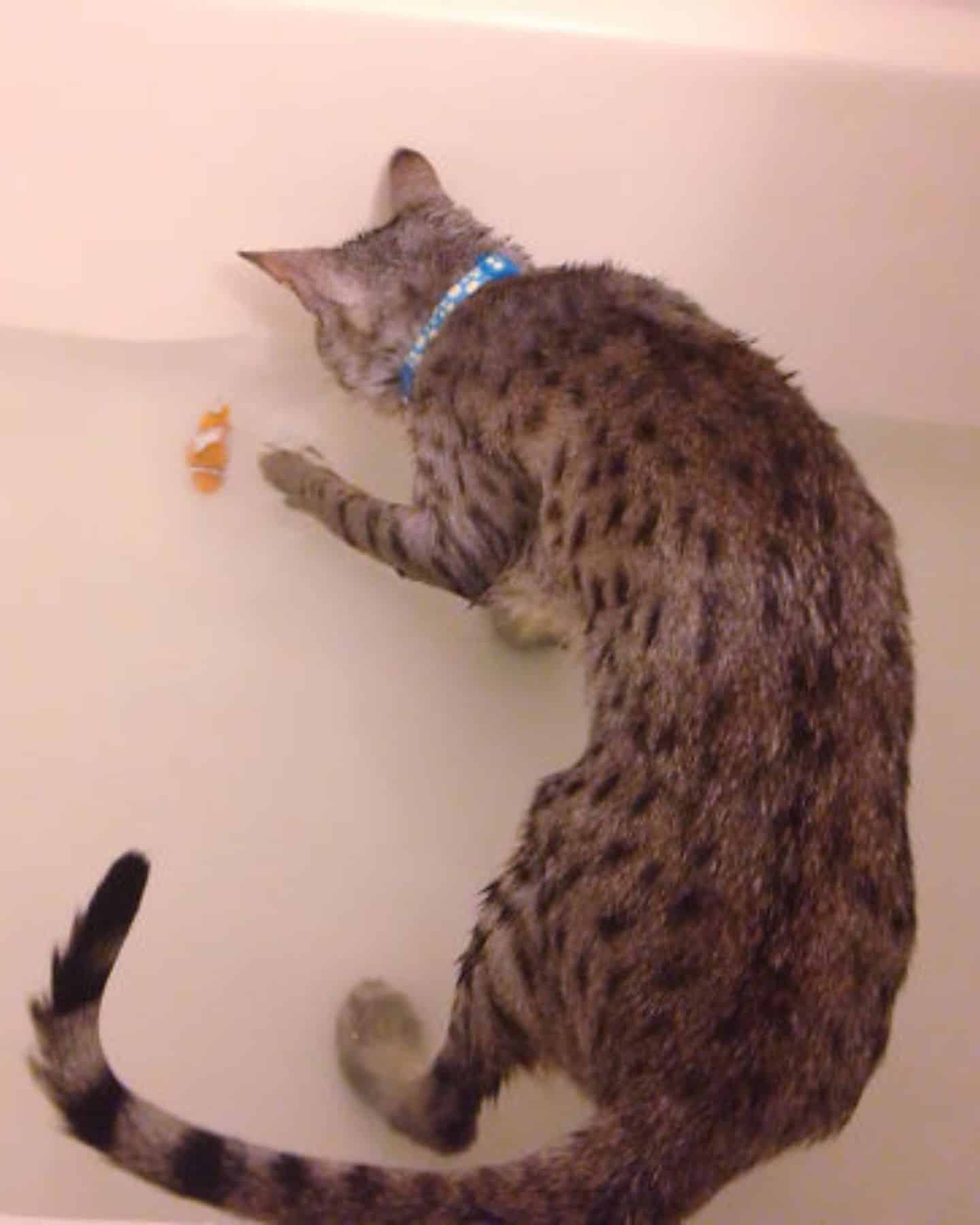 cat chasing something in water