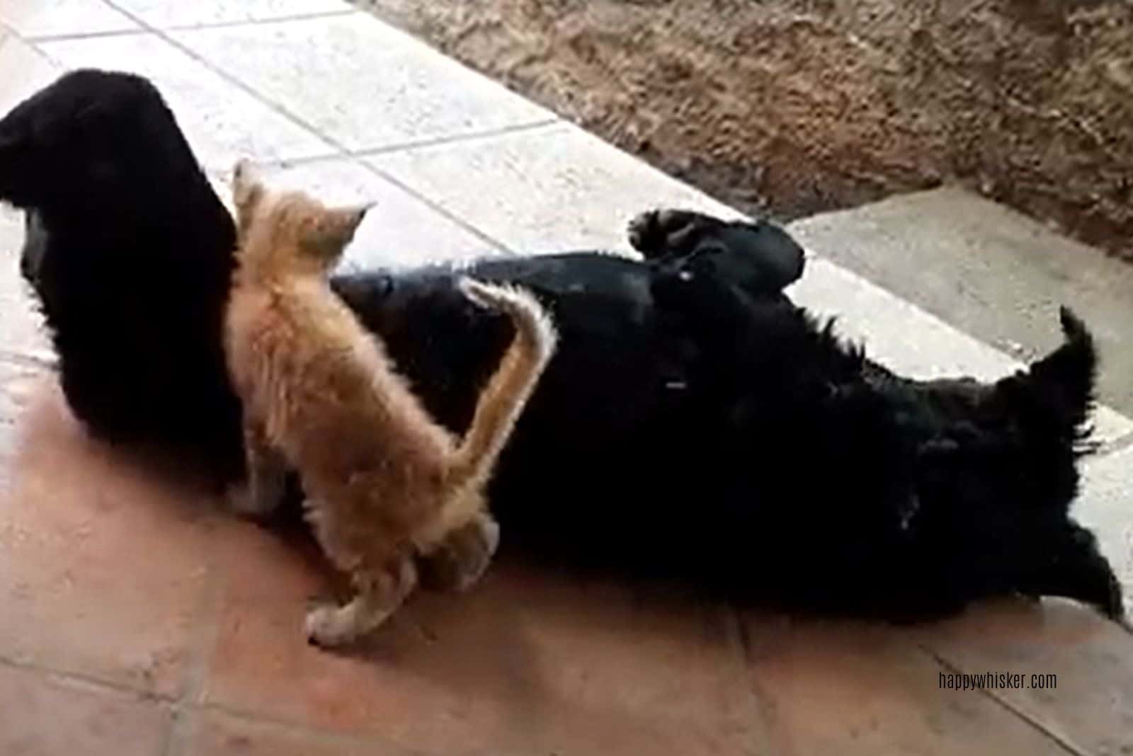 cat checking black dog on the floor