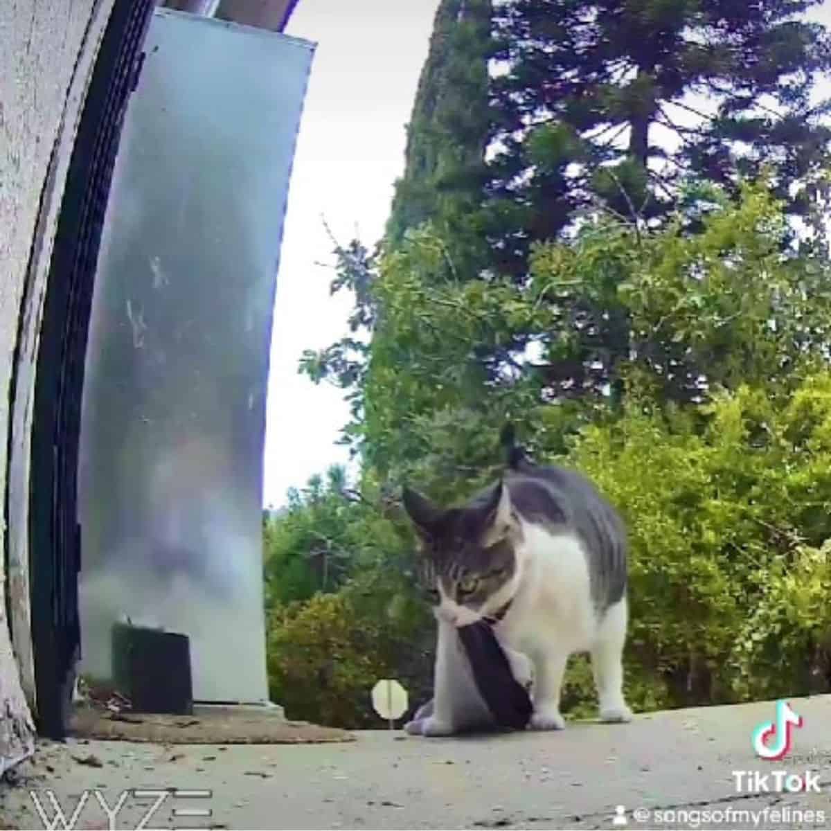 cat china carrying neighbor's bag