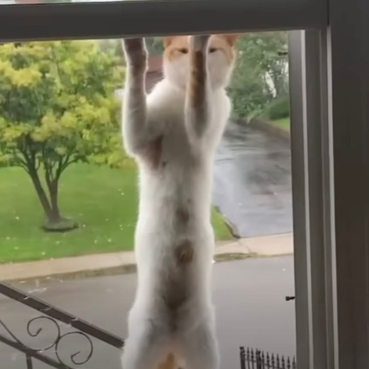 cat climbing on a window