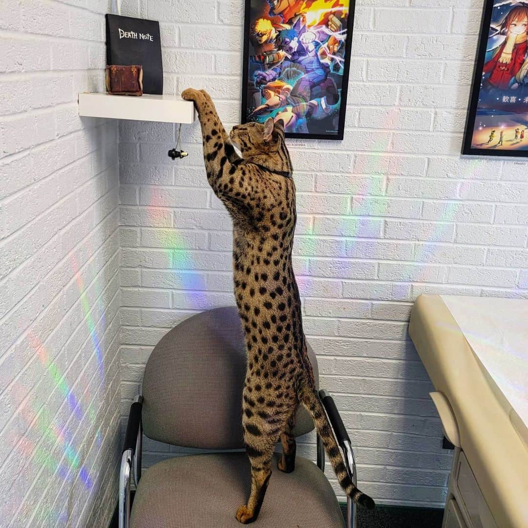 cat climbing on shelf