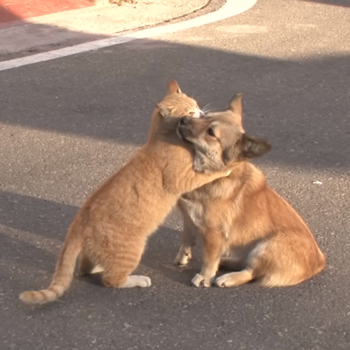 cat comforts a dog