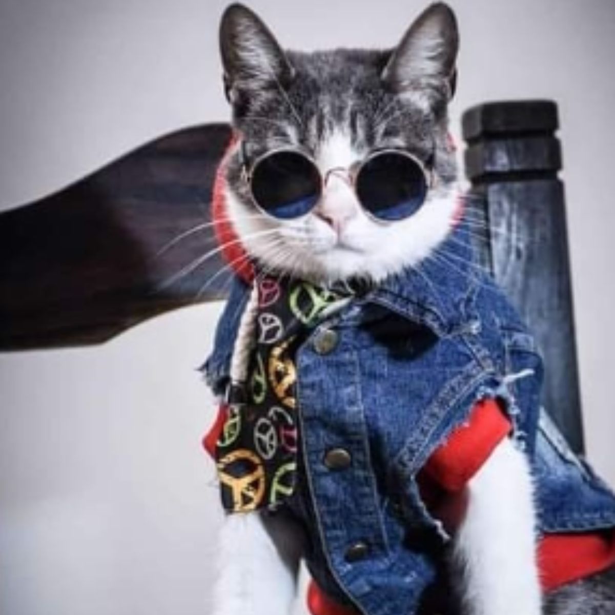 cat dressed up