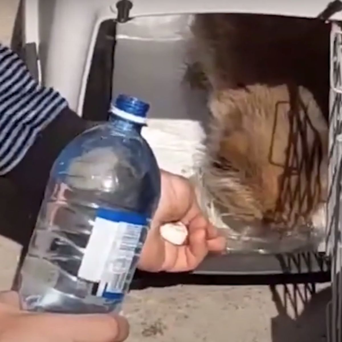 cat drinking water