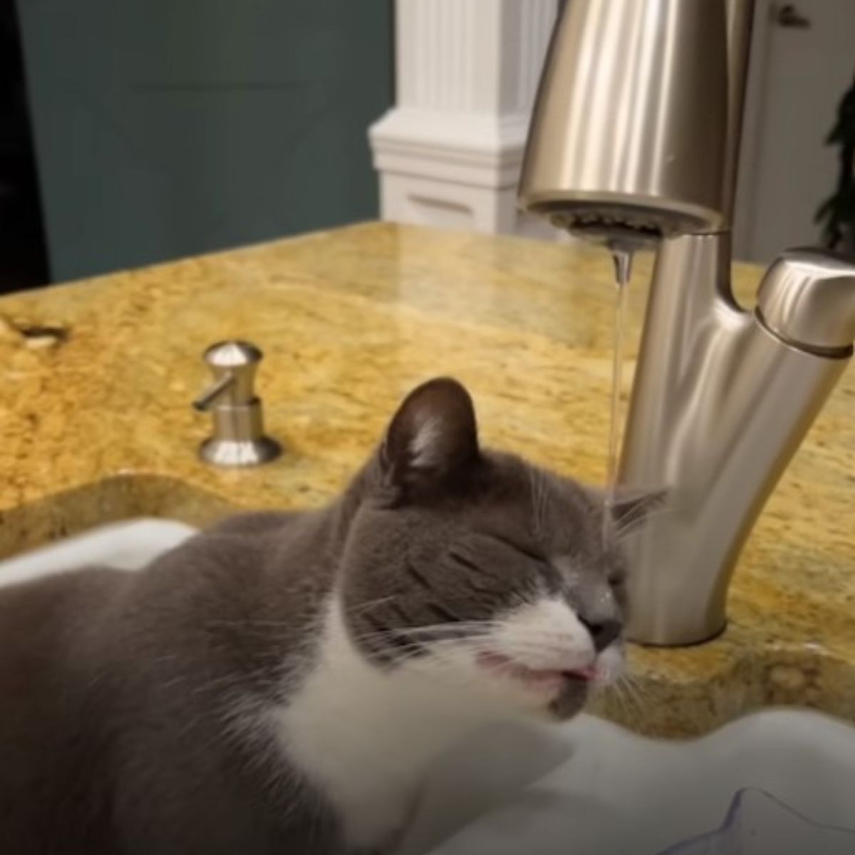 cat drinks water from the tap