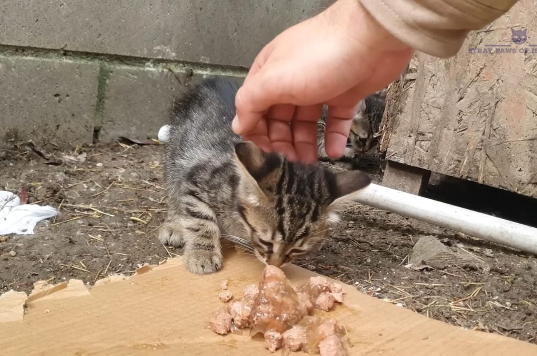 cat eating