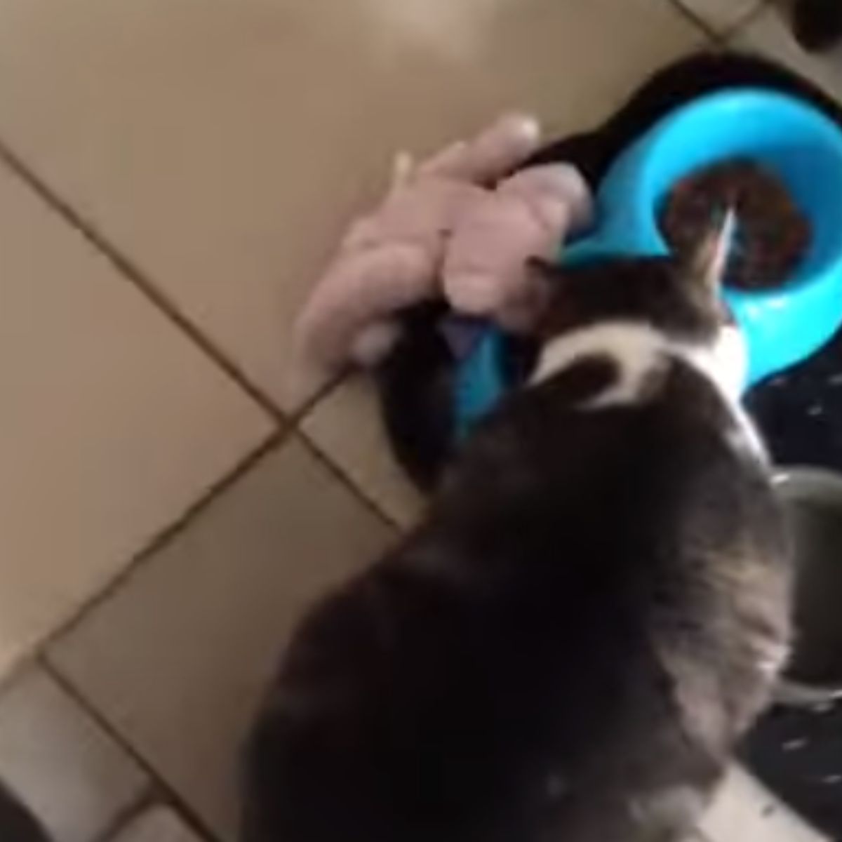 cat eating from the bowl