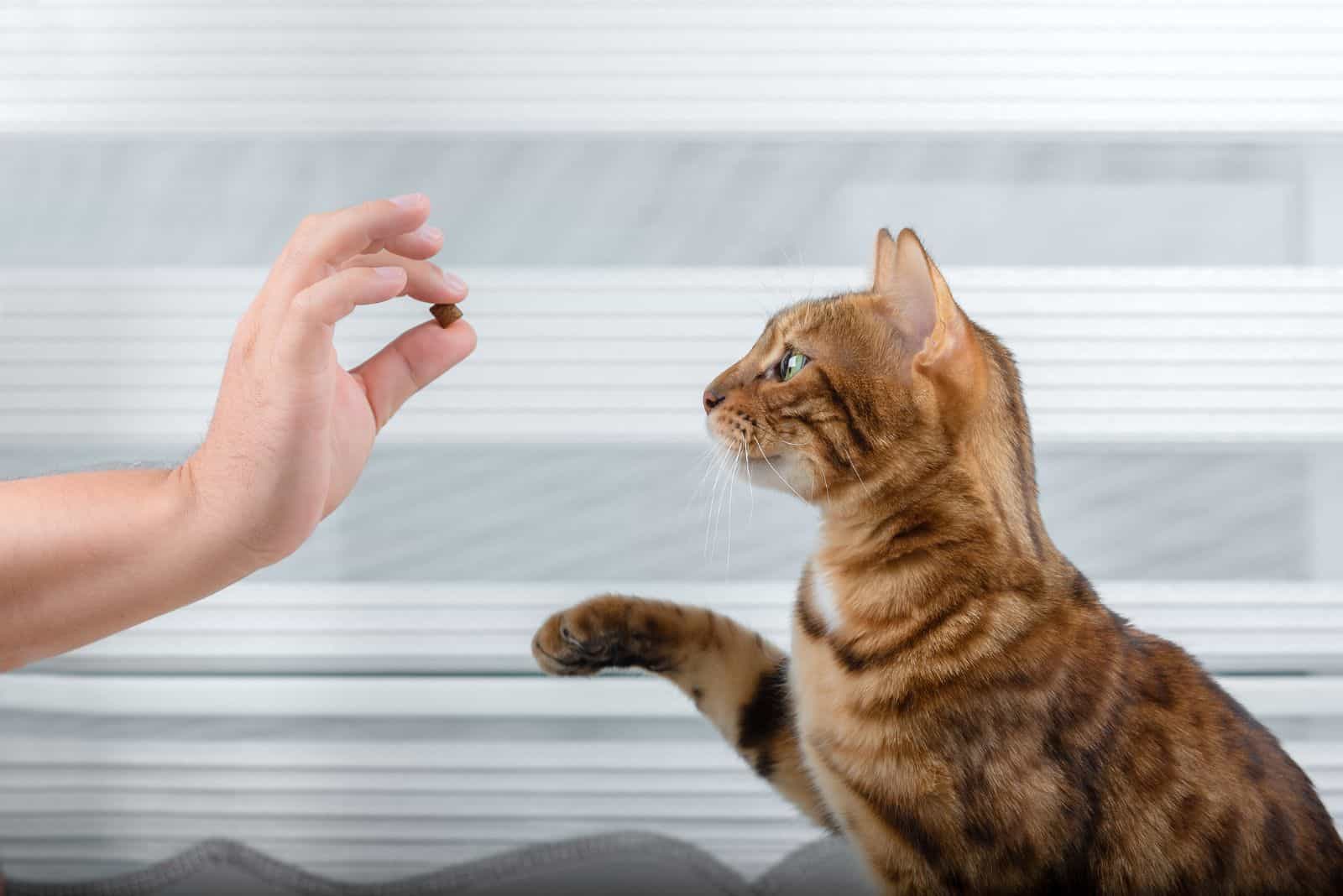 cat getting a treat