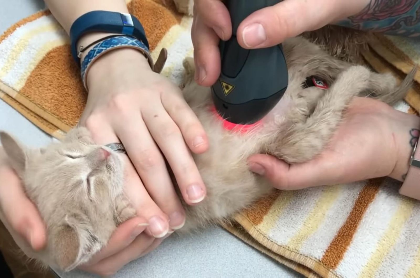 cat getting an ultrasound