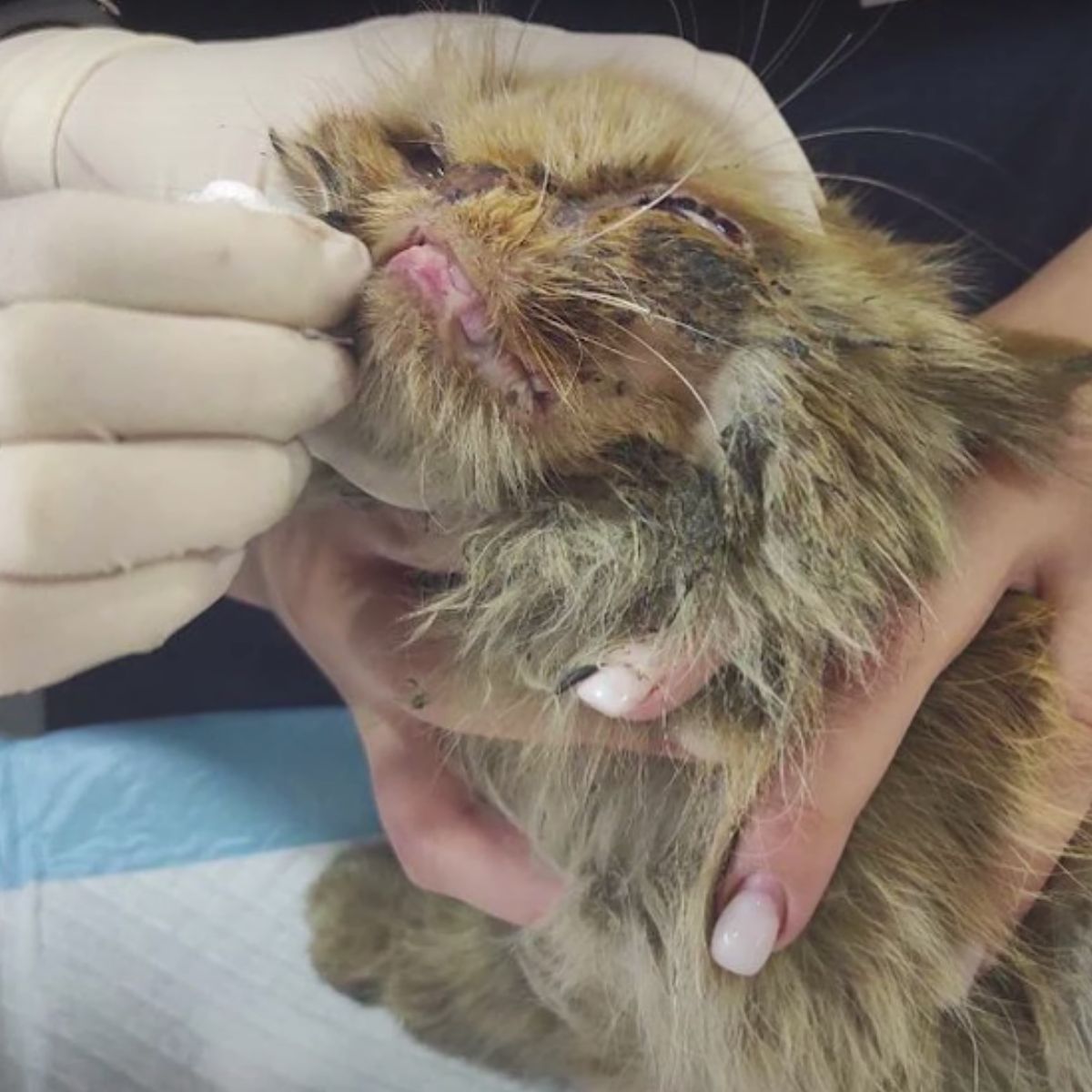 cat getting examined