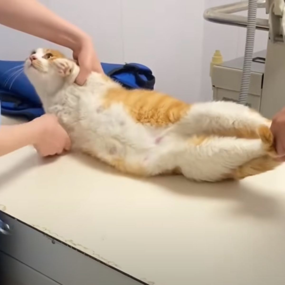 cat getting examined